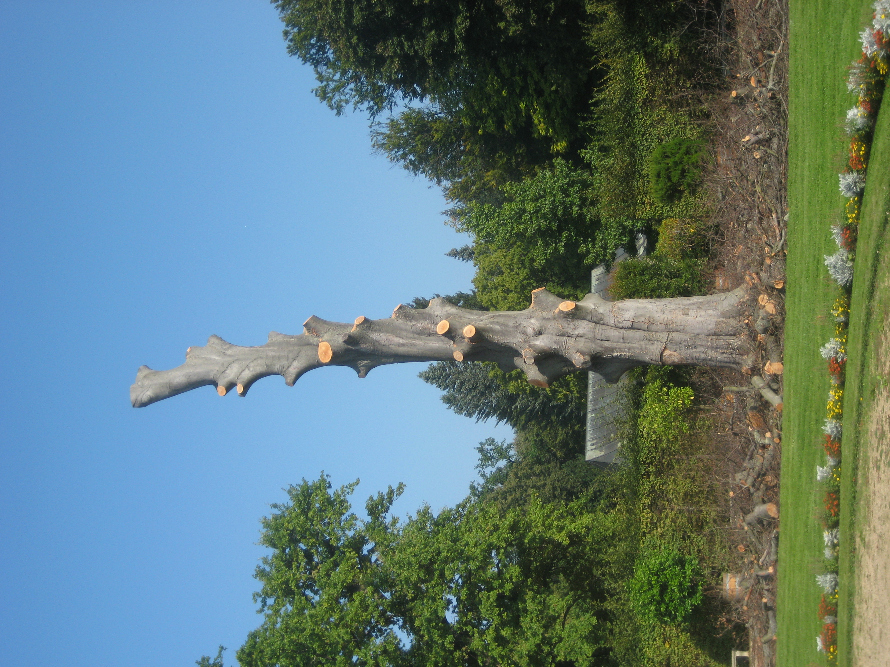 verdursteter Baum im Pillnitzer Park